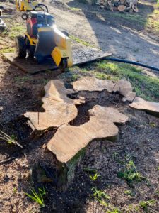 Tree stump grinding Hertfordshire